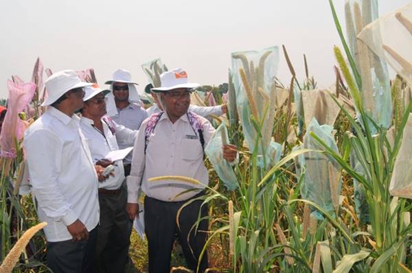 APEDA के मुताबिक भारत में मिलेट की 8 वेराइटी