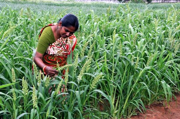 मोटे अनाज को अच्छा मार्केट, महिलाओं की मदद कर रहा APEDA