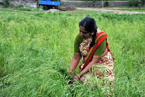 इंडिया में मिलेट्स का उत्पादन