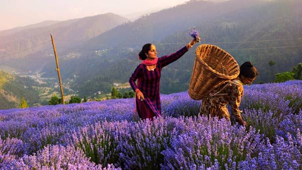 अरोमेटिक प्लांट की खेती पारंपरिक पद्धति से अलग