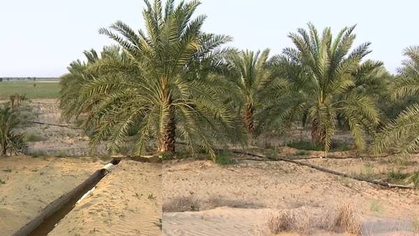 खारे पानी से सिंचाई, एक एकड़ में 70 पेड़