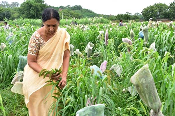 बाजरा मधुमेह नियंत्रित रखने में महत्वपूर्ण