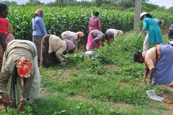नवीन पटनायक की सरकार में बाजरा