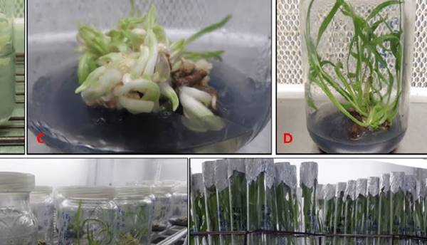 टिश्यू कल्चर वाले पौधे पर 75 परसेंट सब्सिडी