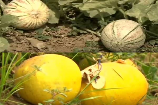 बेमौसम भी सरदा खरबूजे की खेती