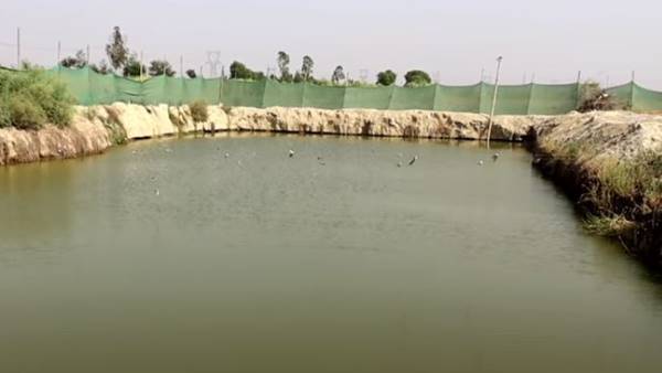 अपनी जमीन के तालाब में मत्स्यपालन, फिर मुर्गीपालन