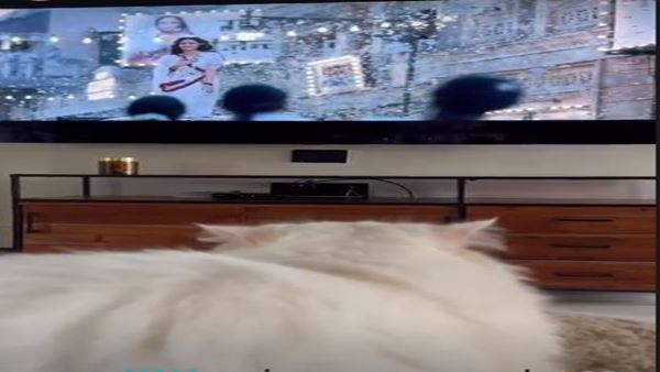 एडवर्ड के साथ आलिया ने देखी 'गंगूबाई' एडवर्ड के साथ आलिया ने देखी 'गंगूबाई'