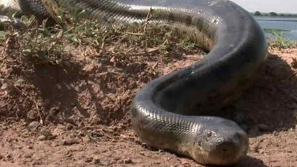 संभोग के बाद नर ही बना शिकार