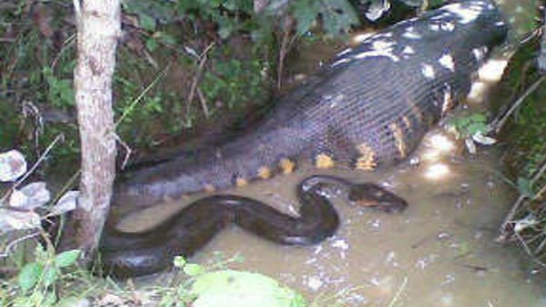 ये है बड़े होने की वजह