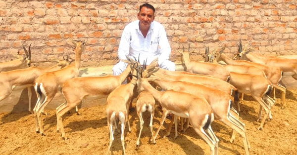 गांव-गुवाड़ में हिरण बेखौफ विचरण हैं