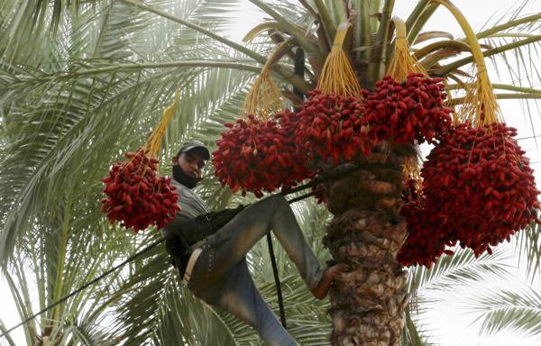 राजस्थान में कई जगहों पर खजूर की खेती