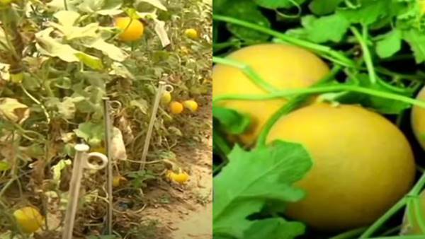 कब करें सरदा खरबूजे की रोपाई