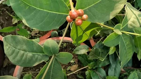 किन राज्यों में होती है अश्वगंधा की खेती