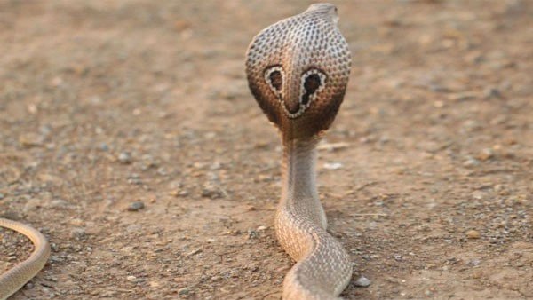 डॉक्टर ने की थोड़ी मदद