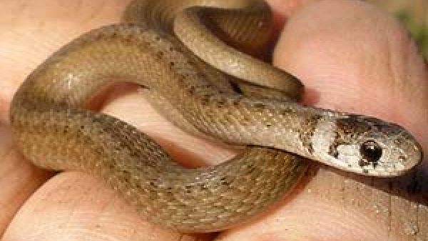 महिला लड़की रही मौत से 'जंग'