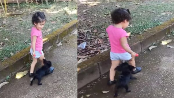कुत्ते की चाल नहीं समझ सकी बच्ची कुत्ते की चाल नहीं समझ सकी बच्ची