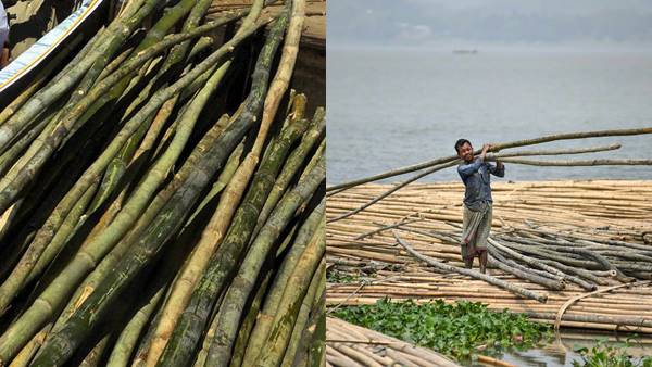 गोल बांस की छड़ियों के लिए बांस की लागत गोल बांस की छड़ियों के लिए बांस की लागत