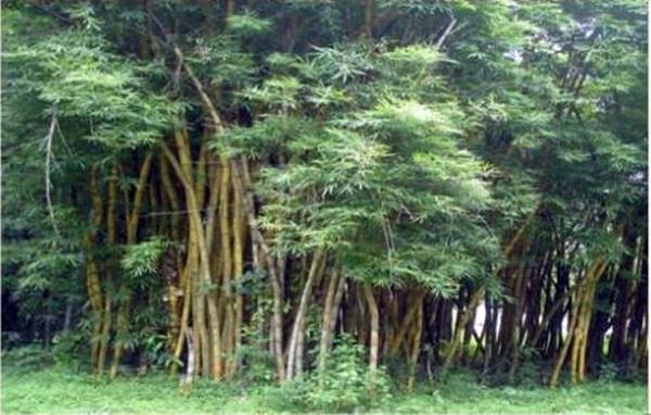 2017 में बदला कानून, बांस से जुड़ा बिजनेस आसान 2017 में बदला कानून, बांस से जुड़ा बिजनेस आसान