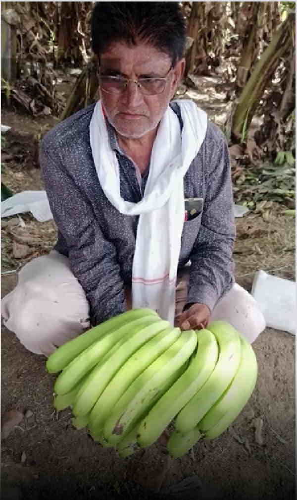 ये हैं सबसे लंबे केले