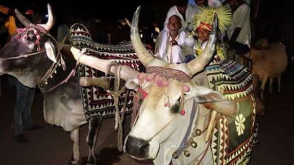 एक दर्जन बैलगाड़ियों में निकली बारात