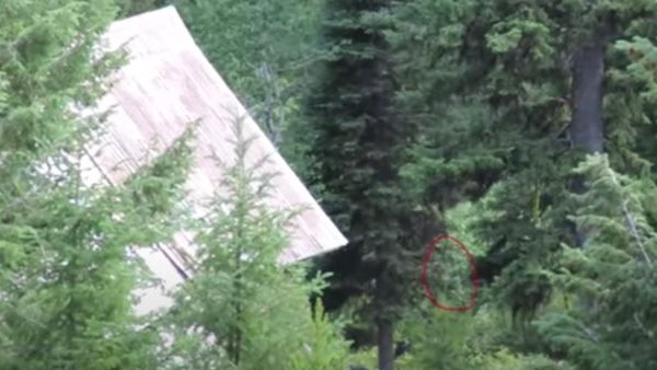 अमेरिका के जंगलों में घोस्ट हाउस के पास दिखा 'बिगफुट' अमेरिका के जंगलों में घोस्ट हाउस के पास दिखा 'बिगफुट'