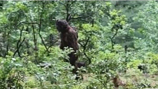 रहस्यमयी मानव की फोटो आई सामने रहस्यमयी मानव की फोटो आई सामने