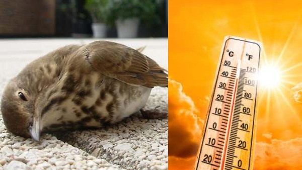 पक्षियों के लिए काल बनी गर्मी