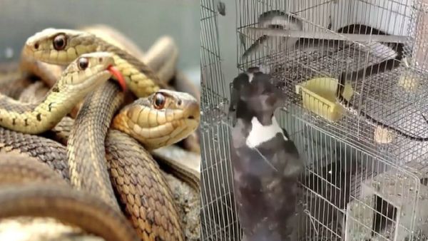 खाने की तलाश में था सांप