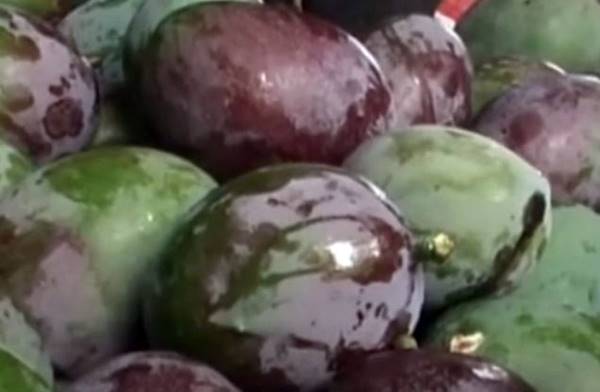एक पेड़ से 15 किलो तक फल