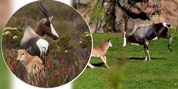 अफ्रीका में मिलते हैं ये जानवर