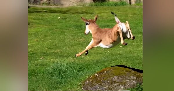 टुटुला है बोंटेबोक के इस बच्चे का नाम