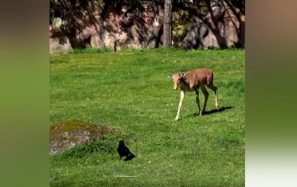 बकरी और हिरण जैसे दिखते हैं