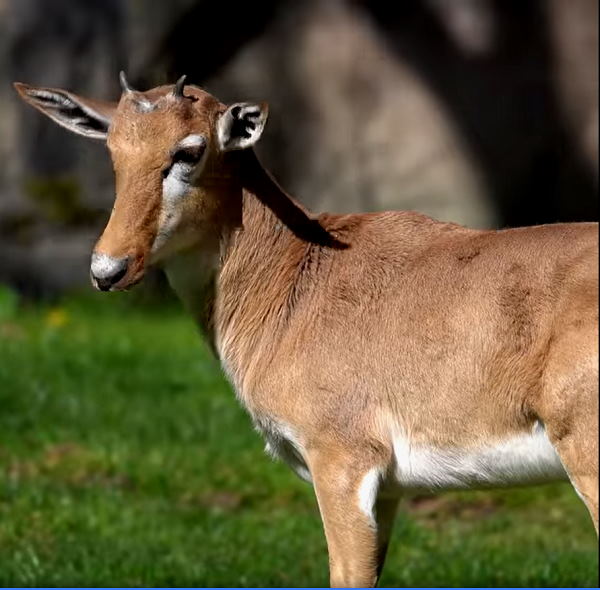 कैमरों में रिकॉर्ड की चहल-कदमी 