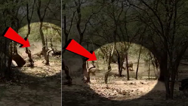 जंगल में बाघ ने किया पाड़े का शिकार