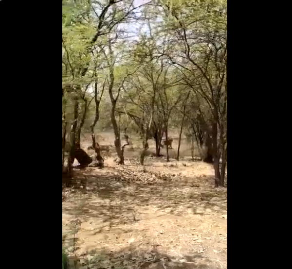 फिर भैंसों के झुंड को देखकर वापस लौटा