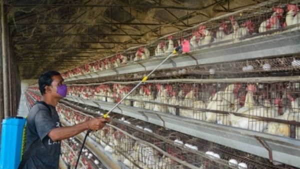 चिकन फीड की सप्लाई चेन प्रभावित