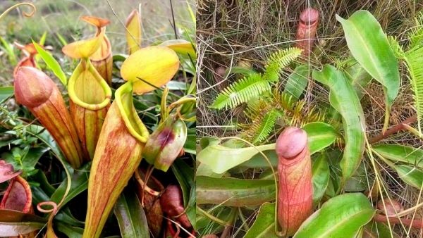 विलुप्त होने के कगार पर है पौधा विलुप्त होने के कगार पर है पौधा