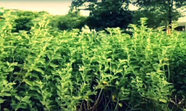 अश्वगंधा की खेती से मुनाफे की गारंटी !