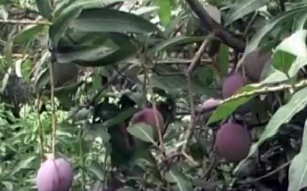 ब्लैक मैंगो की विशेषता- पूरे साल रोपाई 