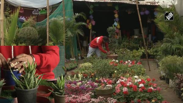 फूलों के अलावा इनडोर प्लांट भी मौजूद