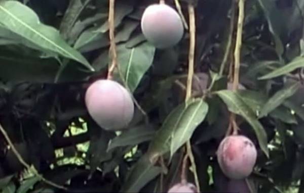 गुजरात के जूनागढ़ और गिर सोमनाथ में टॉमी ऐटकिन्स