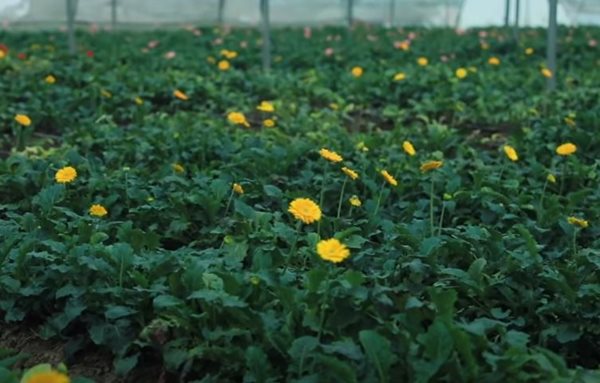 पीएम मोदी ने पुरस्कार दिया