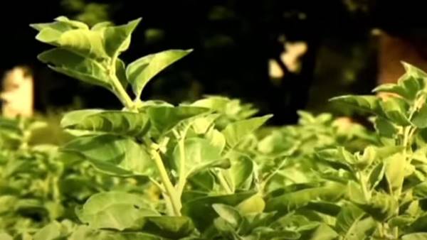 अश्वगंधा जंगली जानवरों से सुरक्षित