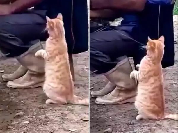 दूध की धार पड़ी तो चाव से पीने लगी