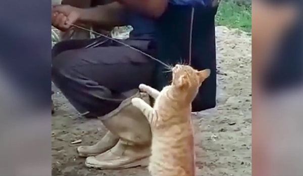 ताजा दूध पीने के लिए बिल्ली ने की डिमांड!