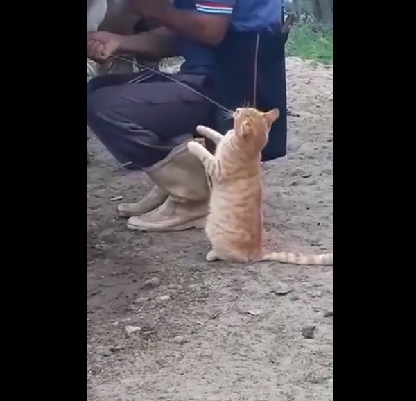 बिल्ली की ये बातें आपको नहीं पता होंगी