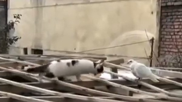 बिल्ली ने कबूतर को नहीं पहुंचाया नुकसान