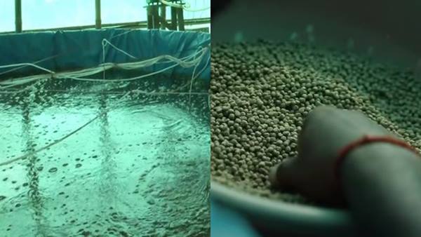 शुरुआत में मुफ्त में खिलाई मछली शुरुआत में मुफ्त में खिलाई मछली