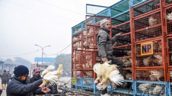 रूस-यूक्रेन युद्ध सबसे बड़ा कारण