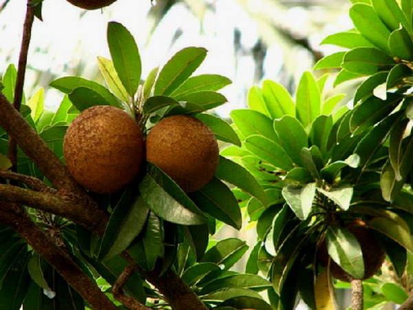 वीडियो में देखिए कैसे हुए कामयाब वीडियो में देखिए कैसे हुए कामयाब